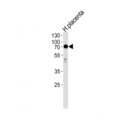 Intestinal-Type Alkaline Phosphatase / IAP (ALPI) Antibody