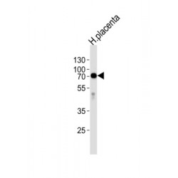 Intestinal-Type Alkaline Phosphatase / IAP (ALPI) Antibody