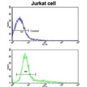 CD9 Antigen (CD9) Antibody