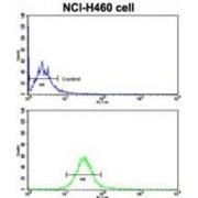 Cadherin 10 (CDH10) Antibody