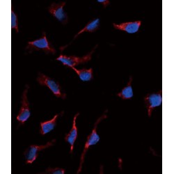 Kit Ligand (KITLG) Antibody