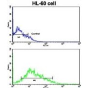 Lin-28 Homolog B (LIN28B) Antibody