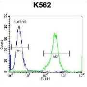 Kell Protein (KEL) Antibody