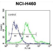 BEN Domain-Containing Protein 4 (BEND4) Antibody