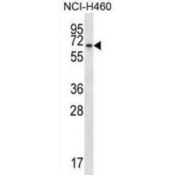 BEN Domain-Containing Protein 4 (BEND4) Antibody