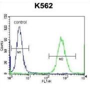 Cardiotrophin 1 (CTF1) Antibody