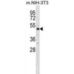 Ribosomal Protein S6 Kinase Beta-2 (Rps6kb2) Antibody