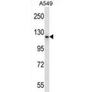 PMS1 Homolog 1, Mismatch Repair System Component (PMS1) Antibody