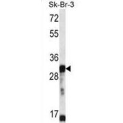 Olfactory Receptor Family 5 Subfamily D Member 13 (gene/pseudogene) (OR5D13) Antibody