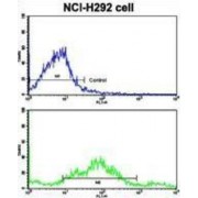 Cadherin 3 (CDH3) Antibody