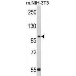 Cadherin 3 (CDH3) Antibody