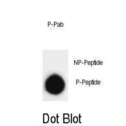 SNAP25 (pT138) Antibody