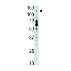 Toll-Like Receptor 7 (TLR7) Antibody