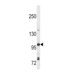 Toll-Like Receptor 7 (TLR7) Antibody