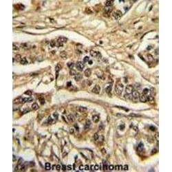 Neuronal Calcium Sensor 1 (NCS1) Antibody