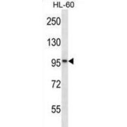 KN Motif And Ankyrin Repeat Domain Containing Protein 2 (KANK2) Antibody