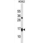 GATE16 Antibody