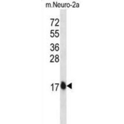 GATE16 Antibody