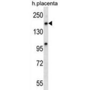 Exportin 5 (XPO5) Antibody