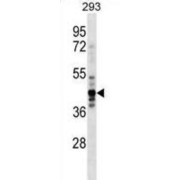 Nuclear Migration Protein NudC (NUDC) Antibody