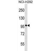 Patched Domain-Containing Protein 2 (PTHD2) Antibody