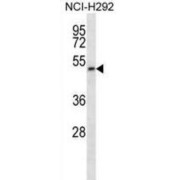 GPI Transamidase Component PIG-T (PIGT) Antibody