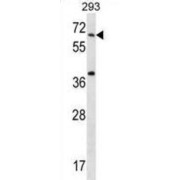 Syntaxin Binding Protein 2 (STXBP2) Antibody