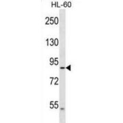 WB analysis of HL-60 cell line lysates (35 µg/lane), using DNAH2 antibody.