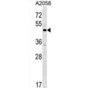 XK-Related Protein 3 (XKR3) Antibody