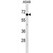 CLPTM1 Like (CLPTM1L) Antibody