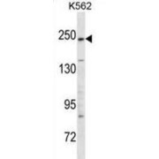 Kinase D-Interacting Substrate of 220 kDa (KIDINS220) Antibody