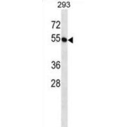 Butyrophilin Subfamily 2 Member A1 (BTN2A1) Antibody