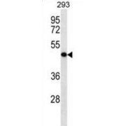 Killer Cell Lectin-Like Receptor Subfamily G Member 2 (KLRG2) Antibody
