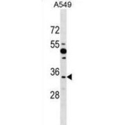 Protein Boule-Like (BOLL) Antibody