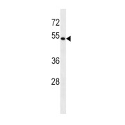 BAG Family Molecular Chaperone Regulator 4 (BAG4) Antibody