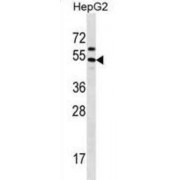 Grainyhead-Like Protein 1 Homolog (GRHL1) Antibody
