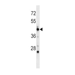 DNA Polymerase Delta 3, Accessory Subunit (POLD3) Antibody