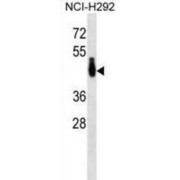 Polyadenylate-Binding Protein 4-Like (PABPC4L) Antibody