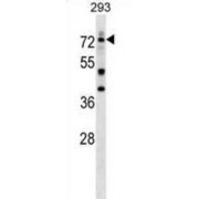 Deformed Epidermal Autoregulatory Factor 1 Homolog (DEAF1) Antibody