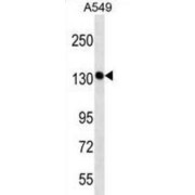 PDS5 Cohesin Associated Factor A (PDS5A) Antibody