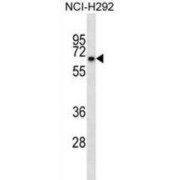 Kelch-Like Protein 41 (KLHL41) Antibody