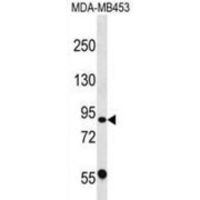 WB analysis of extracts of MDA-MB453 cell line lysates (35 µg/lane), using CAPN13 Antibody.