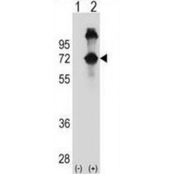 Tether Containing UBX Domain for GLUT4 / TUG (ASPSCR1) Antibody
