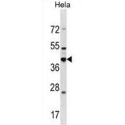 Dead End Protein Homolog 1 (DND1) Antibody