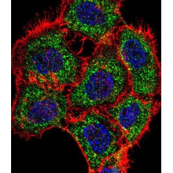 TSC22 Domain Family Protein 2 (TSC22D2) Antibody