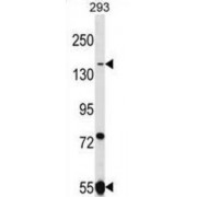 UHRF1-Binding Protein 1-Like (UHRF1BP1L) Antibody