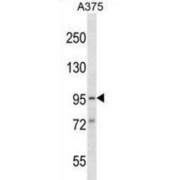 Rho GTPase-Activating Protein SYDE1 (SYDE1) Antibody