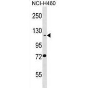 BEN Domain-Containing Protein 3 (BEND3) Antibody