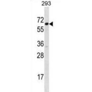 Signal Recognition Particle 54 (SRP54) Antibody