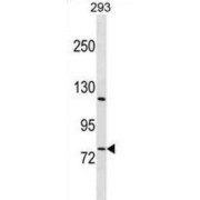 RB Associated KRAB Zinc Finger (RBAK) Antibody